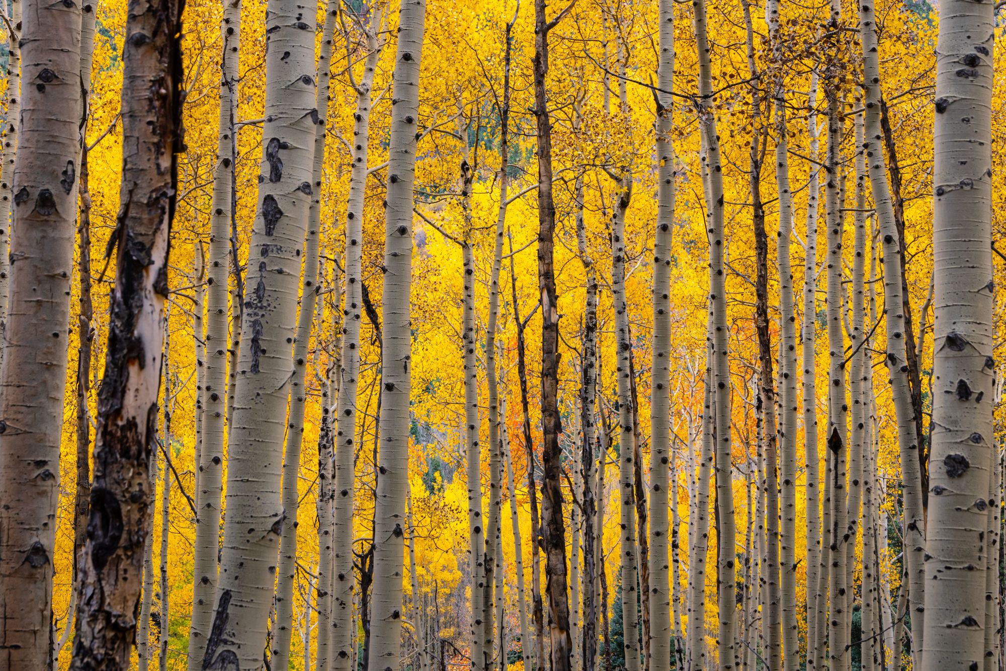 Aspen grove in autumn