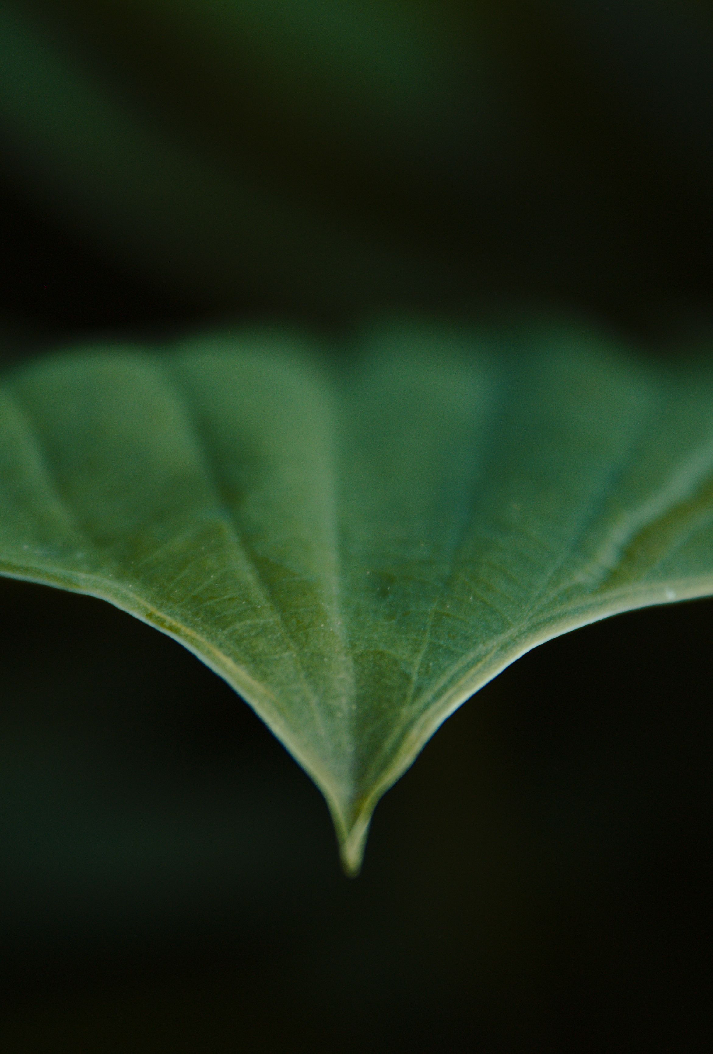 Leaf with a pointed drip-tip and radiating veins