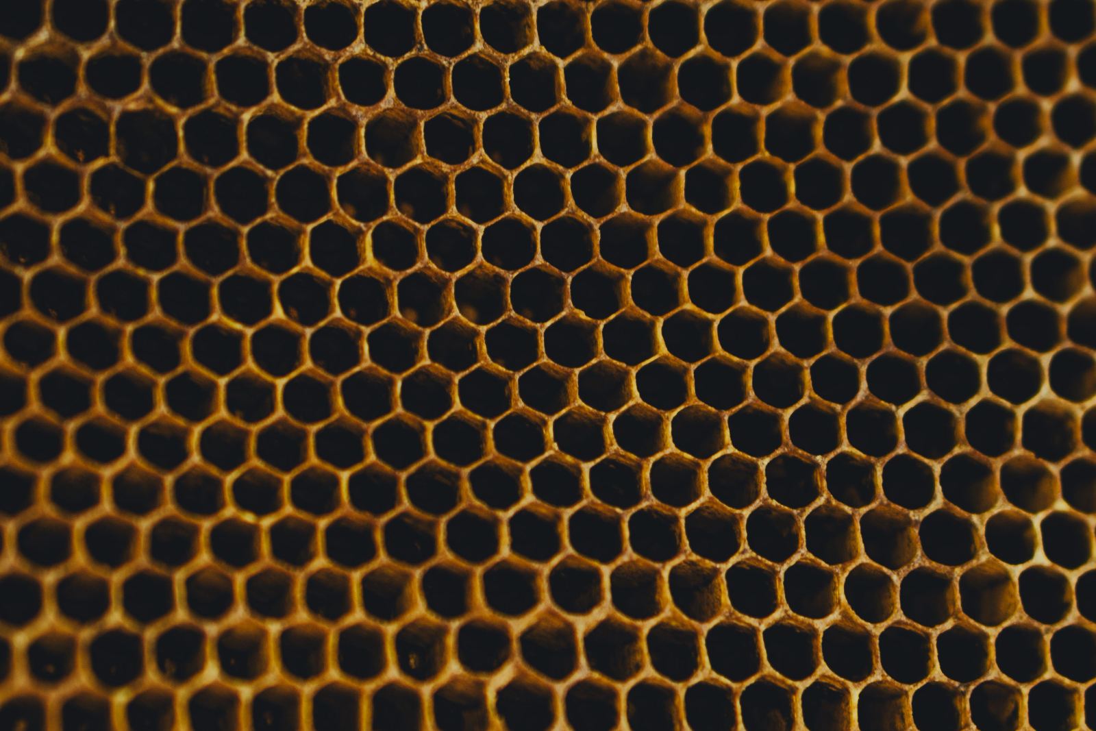 Macro view of honeycomb hexagonal cell structure