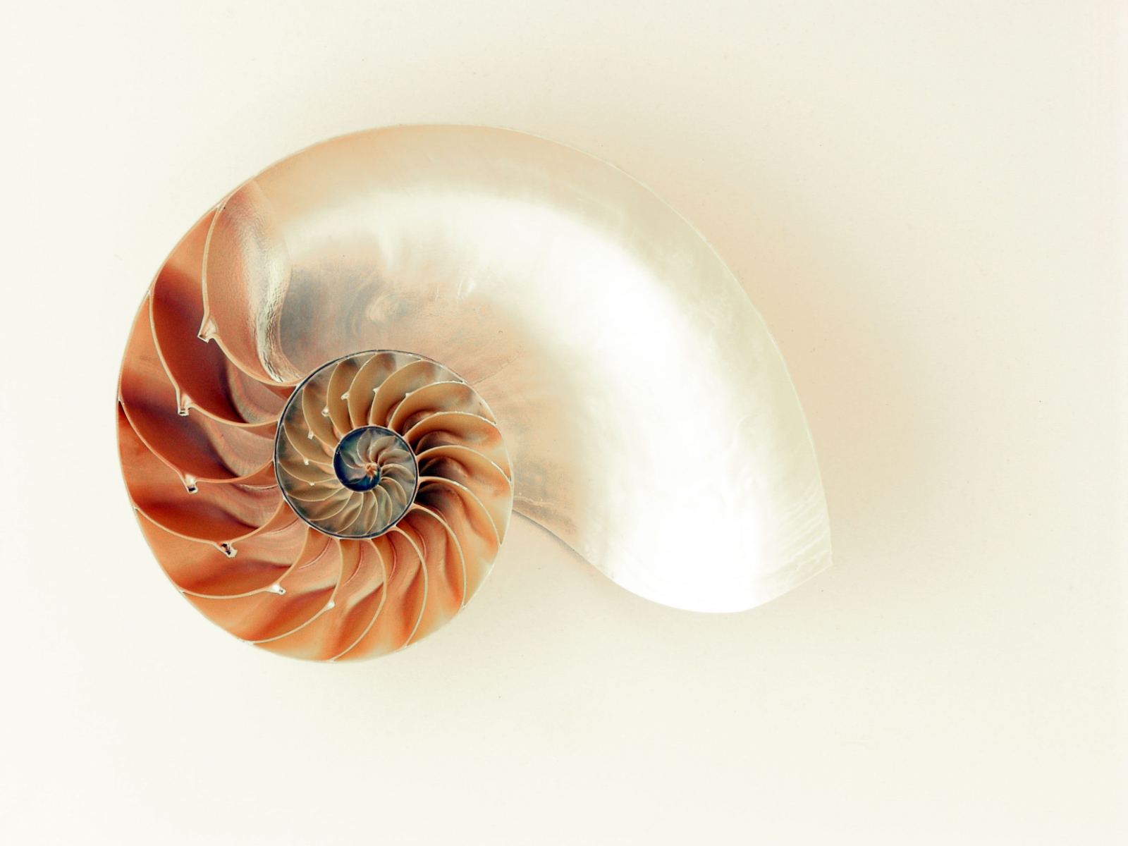 Nautilus shell cross-section showing logarithmic spiral growth pattern